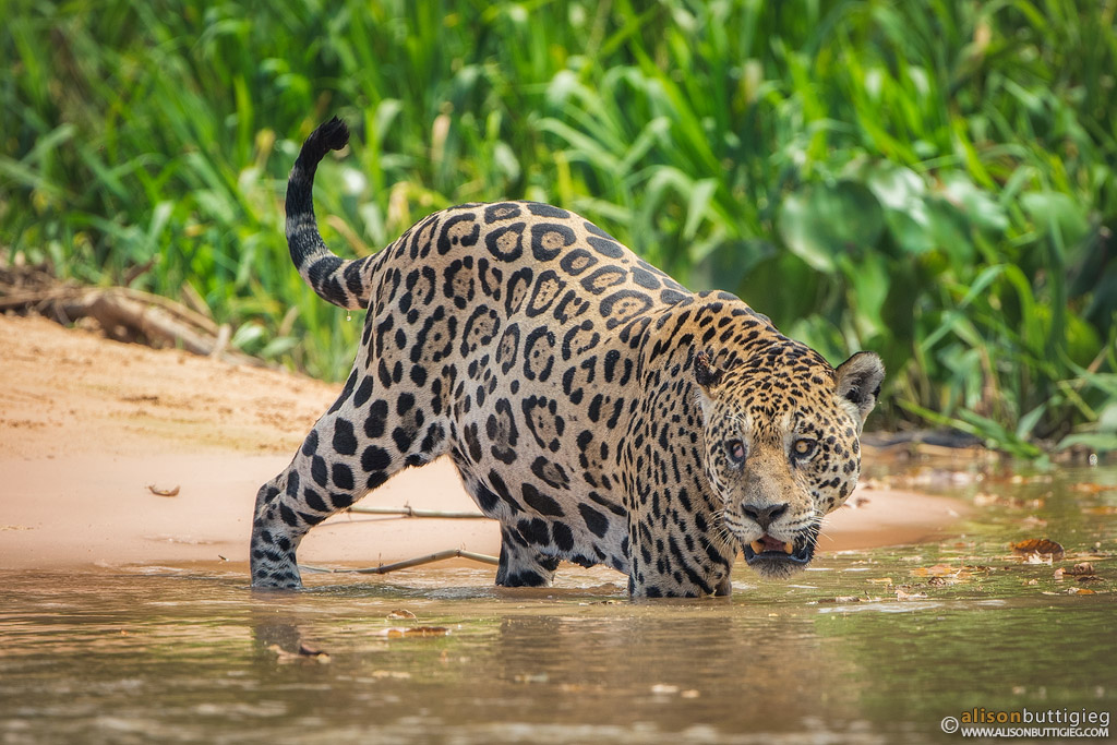 Mick Jaguar. Pantanal, Mato Grosso do Sul, Brazil.