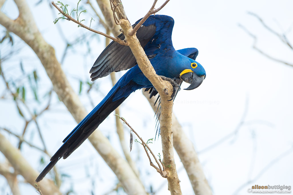 Hyacinth Macaw - Pantanal, Brazil.