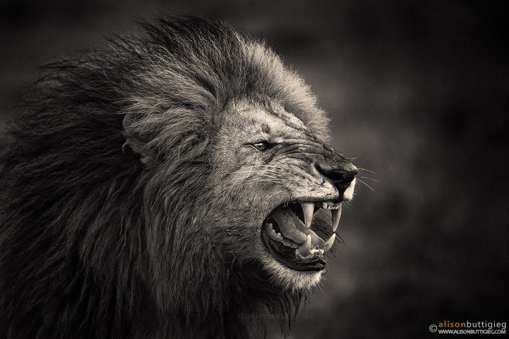 Snarling King - Lion, Masai Mara, Kenya