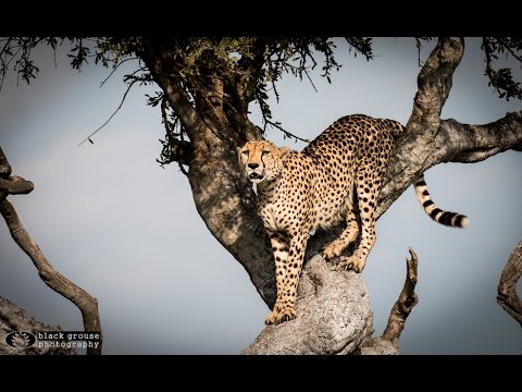 Oloololo Cheetah Boys Video