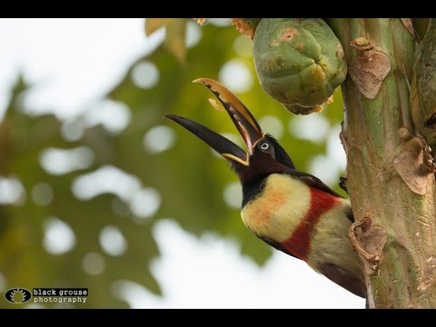 Pantanal Video Part I