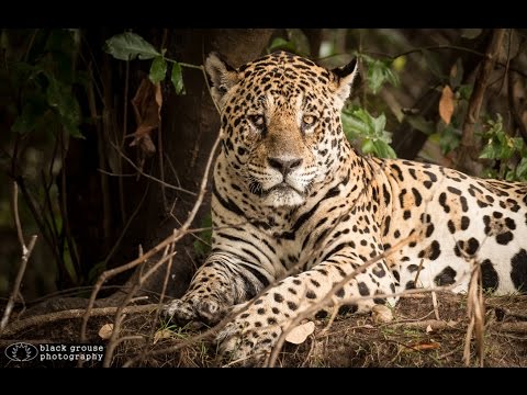 Pantanal Video Part 2
