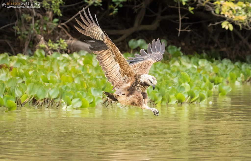 Black Collared Hawk - Pantanal, Brazil