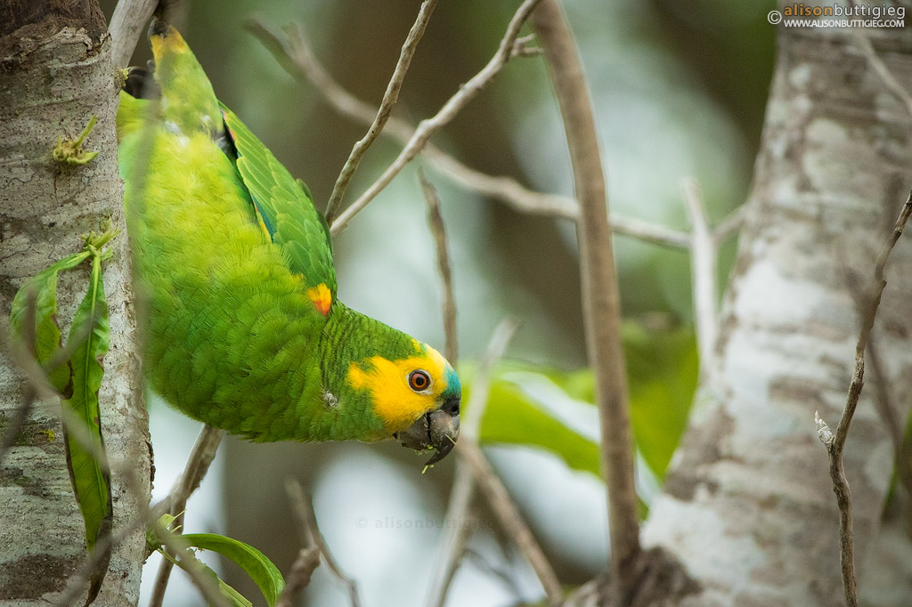 Blue Fronted Amazon Parrot - Pantanal, Brazil