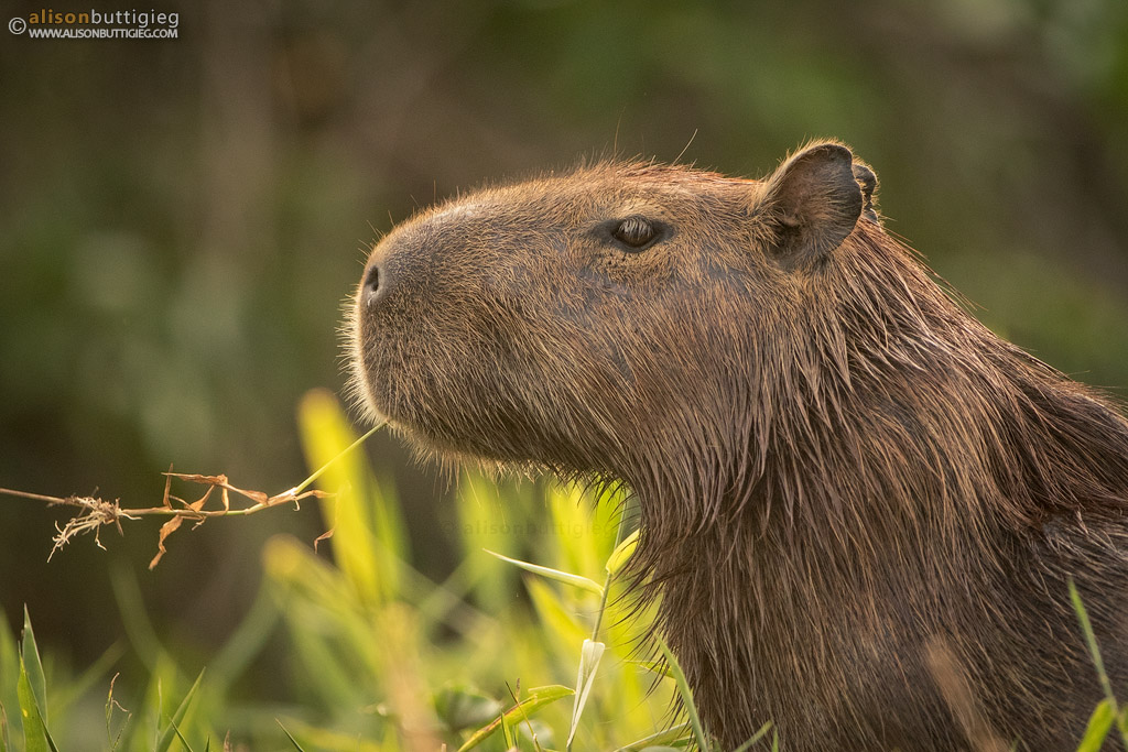 Capybara - Pantanal, Brazil