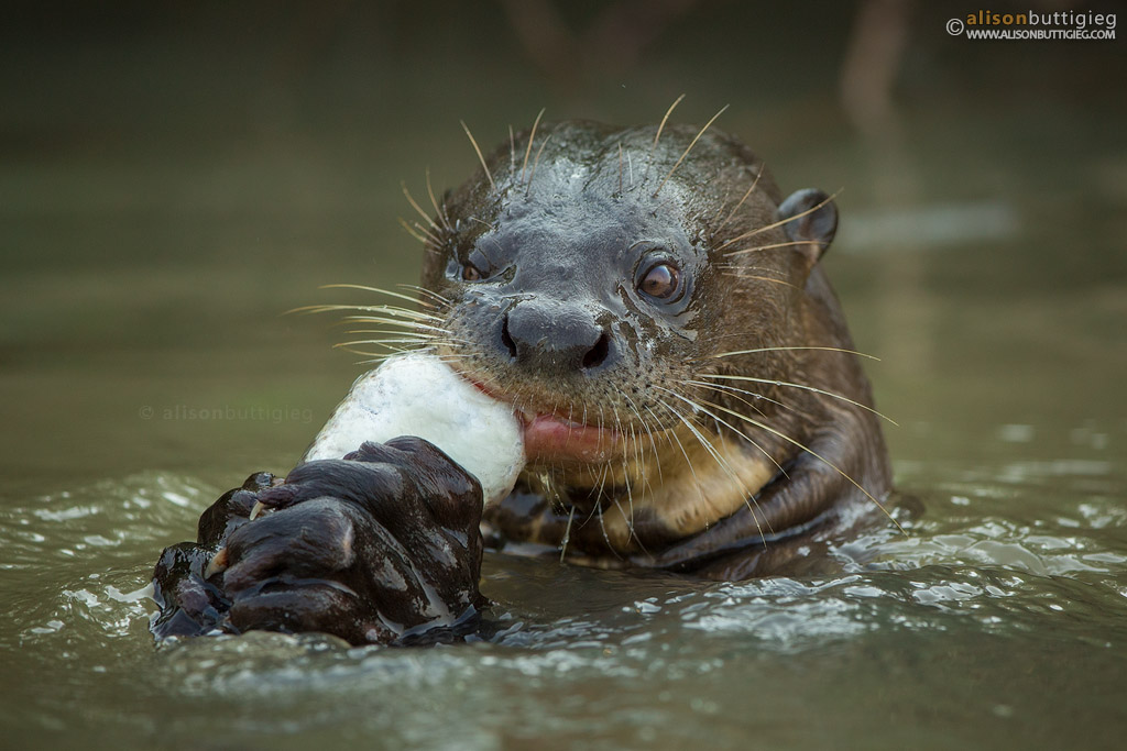 Giant River Otter - Pantanal, Brazil
