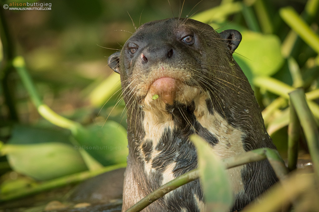 Giant River Otter - Pantanal, Brazil