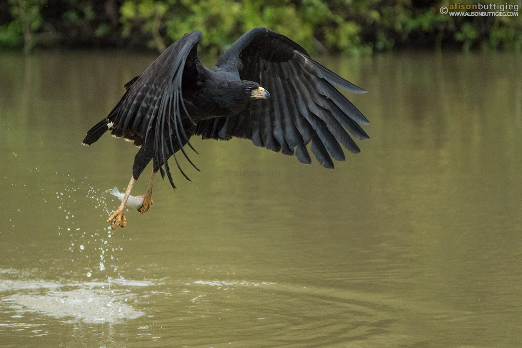 Great Black Hawk - Pantanal, Brazil