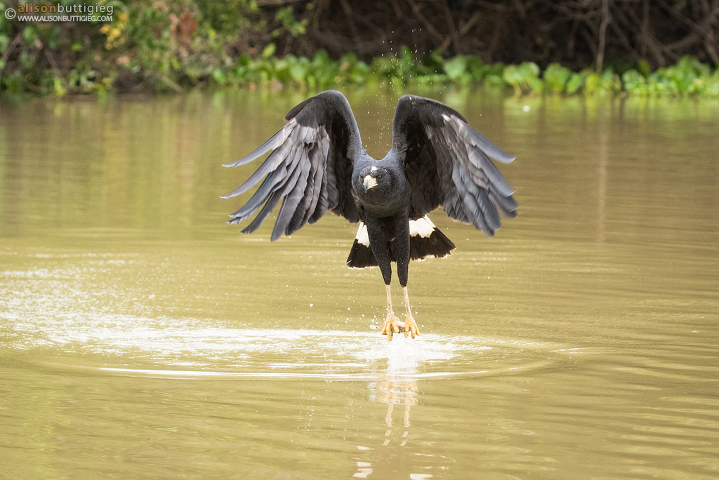 Great Black Hawk - Pantanal, Brazil