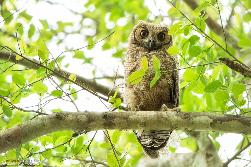Great Horned Owl Chick - Pantanal, Brazil