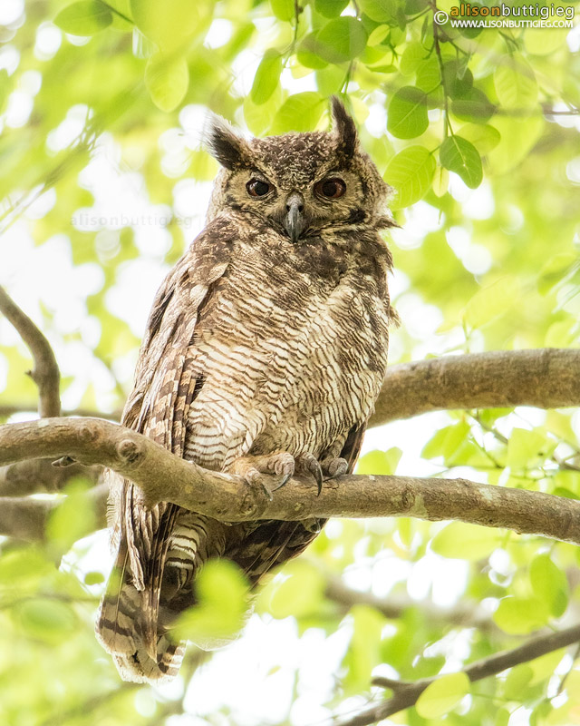 Great Horned Owl - Pantanal, Brazil