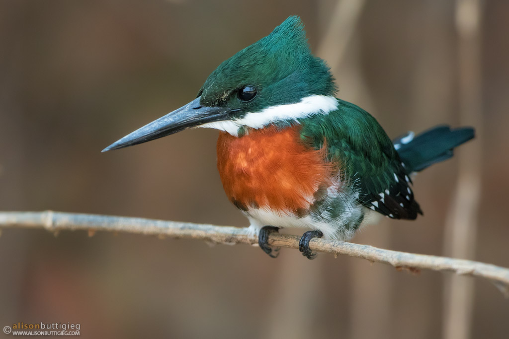 Green Kingfisher - Pantanal, Brazil