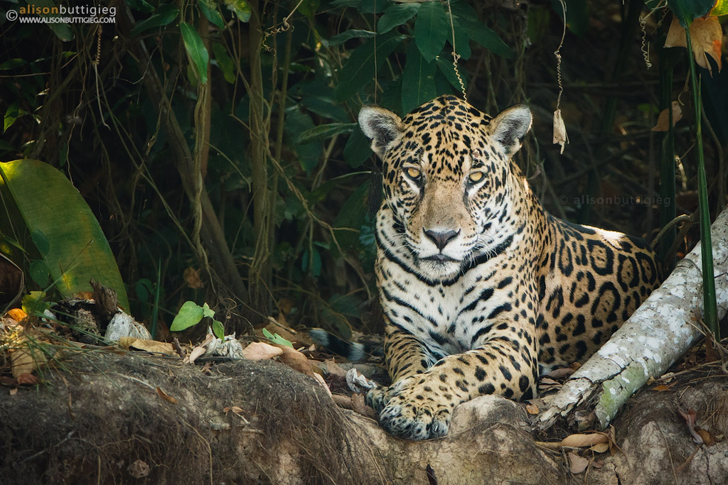 Want to photograph Jaguars?  Some tips to make it happen!