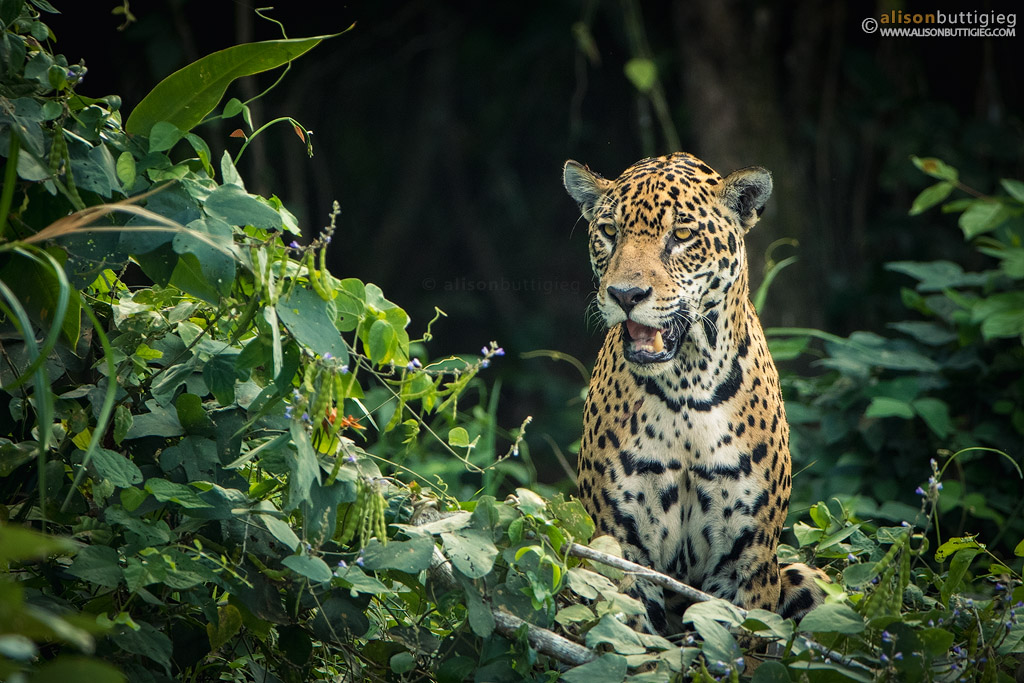 Jaguar - Pantanal, Brazil