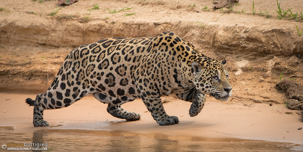 Jaguar - Pantanal, Brazil