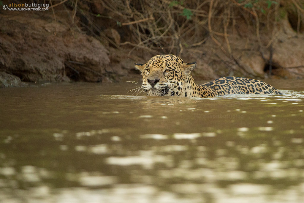 Swimming Jaguar - Pantanal, Brazil