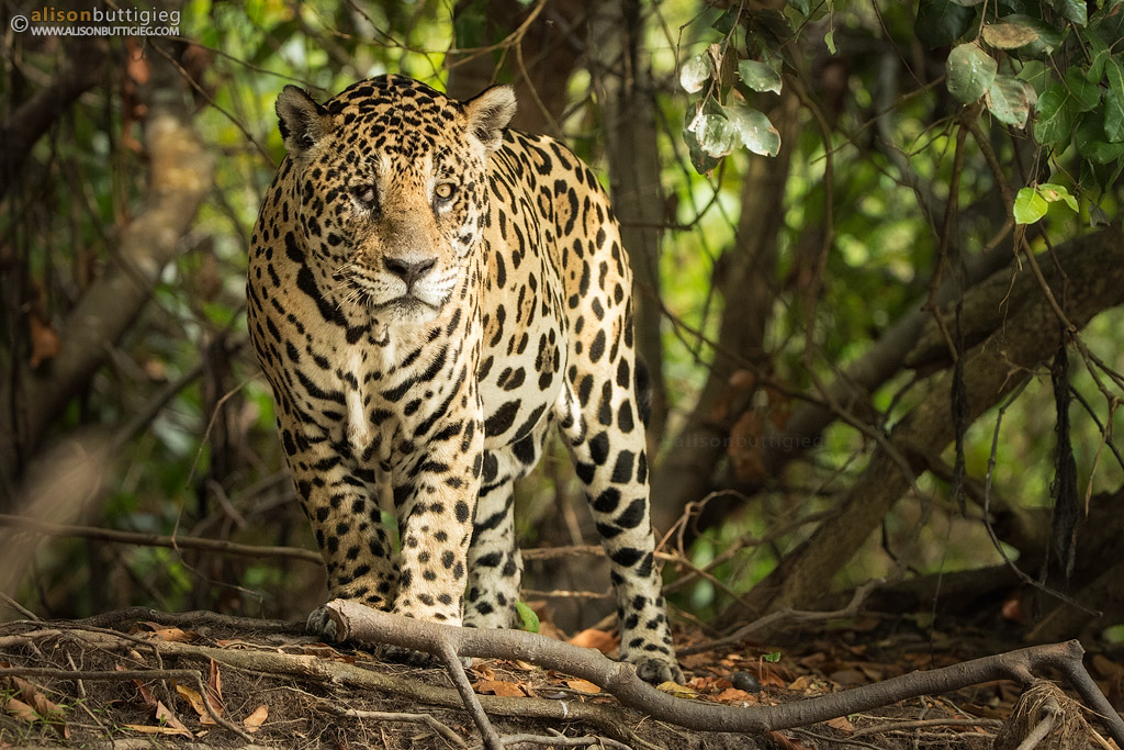 Mick Jaguar - Pantanal, Brazil