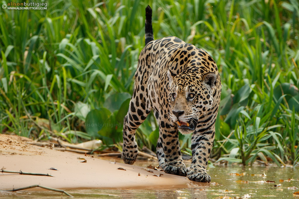 Mick Jaguar - Pantanal, Brazil