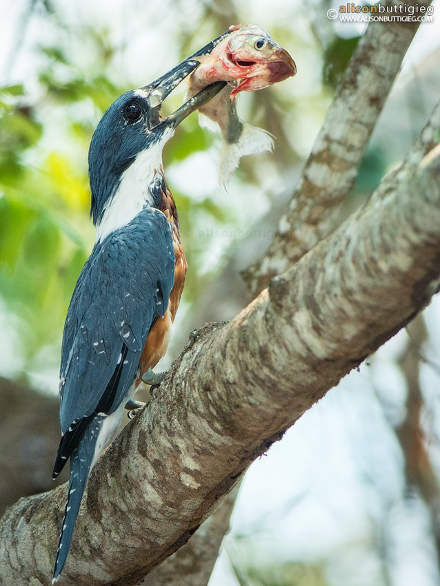 Ringed Kingfisher - Pantanal, Brazil