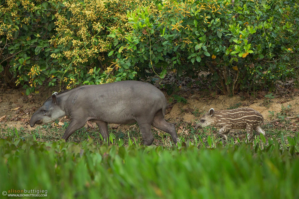 Tapir and Baby - Pantanal, Brazil