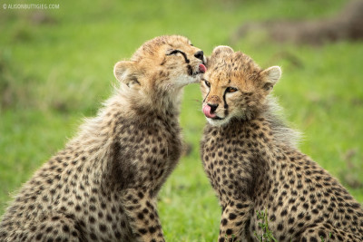 Cheetah Cubs - Masai Mara, Kenya