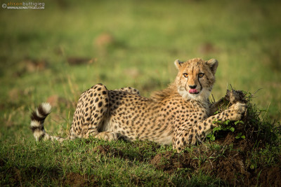 CH030 Cheetah Karembo - Masai Mara, Kenya
