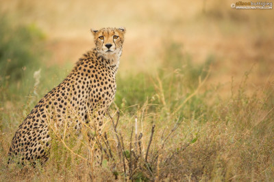 CH015 Cheetah - Samburu, Kenya