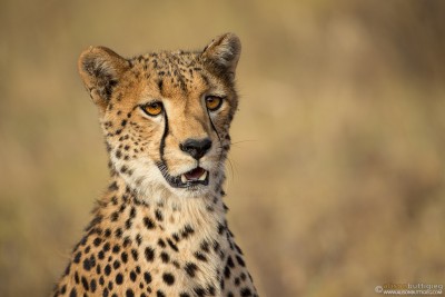 CH010 Cheetah - Samburu, Kenya