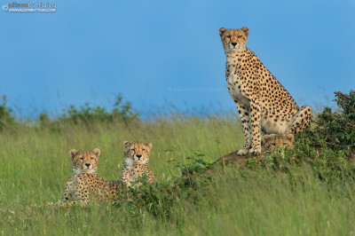 CH019 Malaika and Youngsters - Masai Mara, Kenya