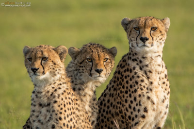 CH007 Malaika the cheetah and 2 of her youngsters.  Masai Mara, Kenya