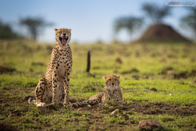 CH006 Laughing cheetah and serious cub - Masai Mara, Kenya