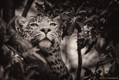 Leopard - Masai Mara, Kenya