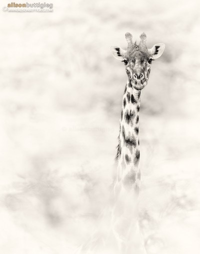 Giraffe - Masai Mara, Kenya