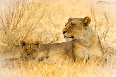 Lioness and Cub - Nxai Pans, Botswana