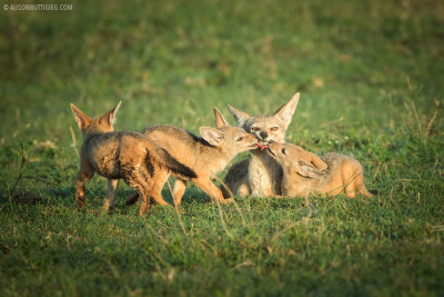 Jackal Family - Masai Mara, Kenya