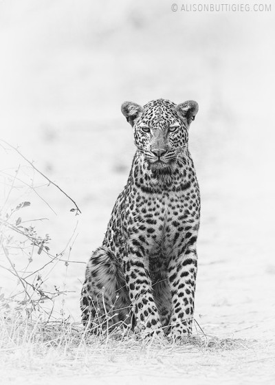 Leopard - Chobe, Botswana