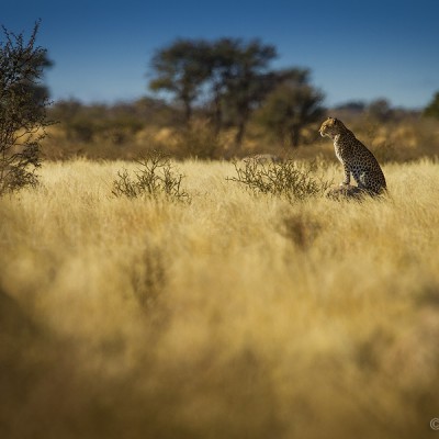 Leopard - Kgalagadi Transfontier Park, South Africa