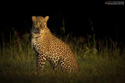 Leopard - Masai Mara, Kenya