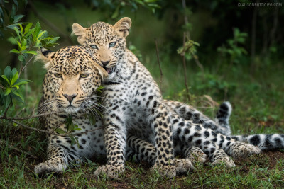 Leopard Mother and Cub, Masai Mara, Kenya