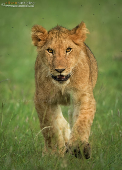 Sassy Lion Cub - Masai Mara, Kenya