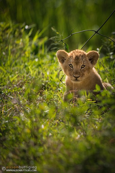Lion Cub - Masai Mara, Kenya