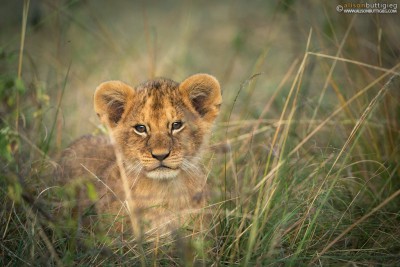 Rekero Pride Lion Cub - Masai Mara, Kenya 