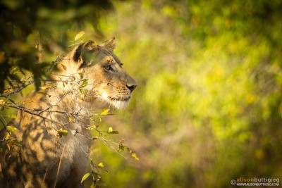 Lioness - Kafue National Park, Zambia