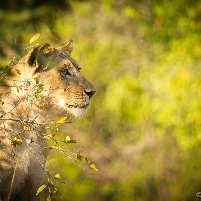 Lioness - Kafue National Park, Zambia