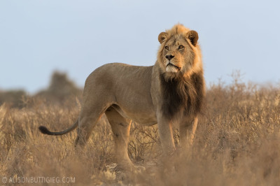 Lion, Kgalagadi Transfrontier Park, South Africa