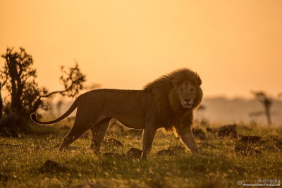 Lion - Masai Mara, Kenya (Romeo II)