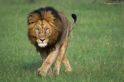 Lion - Masai Mara, Kenya (Mohican)