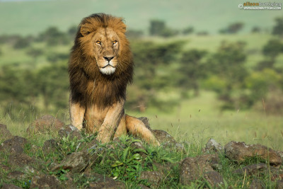 Mohican the Lion, Masai Mara - Kenya