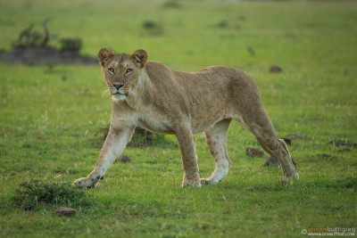 Lioness - Masai Mara, Kenya (Enkoyonai Pride)