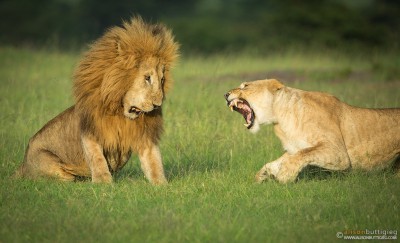 Fighting Lions - Masai Mara, Kenya.  Romeo  II and one of the Enkoyonai Pride Females.